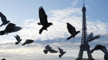 В Париже соколы будут спасать город от нашествия голубей