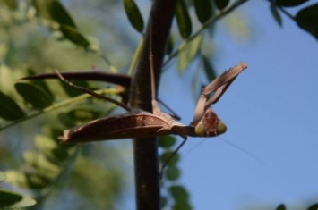В Запорожской области обнаружили необычное насекомое (ФОТО)