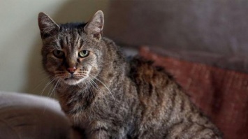 В Британии умер самый старый кот планеты