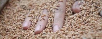 На Днепропетровщине рабочего насмерть засыпало зерном