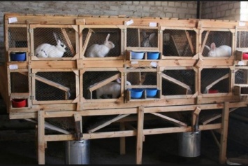 Венесуэла голодает! Президент посоветовал разводить кроликов на балконах