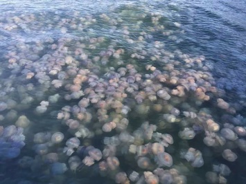 На одесских пляжах наблюдаются полчища медуз