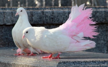 В Павлоград привезли сотни птиц разных пород (ФОТО)