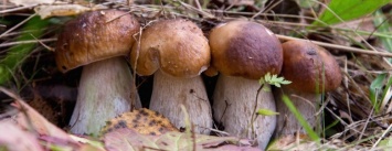 В Доброполье человек отравился грибами: как правильно собирать и сортировать грибы