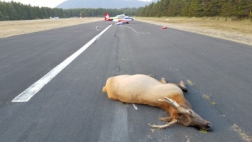 В США самолет столкнулся с двумя оленями
