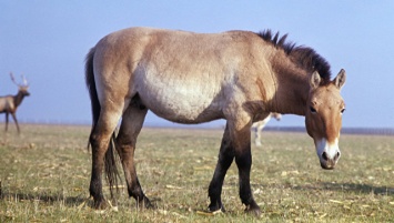 Методы ядерной физики помогли ученым узнать, что ели лошади Пржевальского