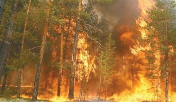 Едкий дым и огонь: в Киеве пылает лес (фото)