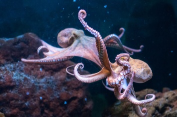 У берегов Австралии найден город осьминогов