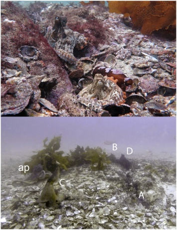 Ученые нашли подводный город осьминогов у берегов Австралии. Фоторепортаж
