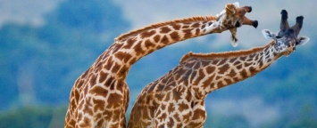 Длинная шея помогает жирафу регулировать температуру тела