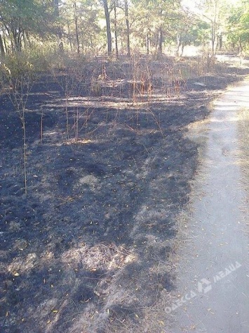 В Измаиле неизвестные массово сжигают траву в городском парке (фотофакт)