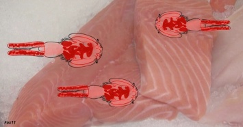 В ближайшее время покупать лосось нельзя! Эпидемия морских вшей - во всем мире