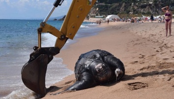 На пляже в Испании обнаружена гигантская 700-килограммовая черепаха