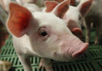 Фермеров просят беречь свиней: растет риск подхватить АЧС
