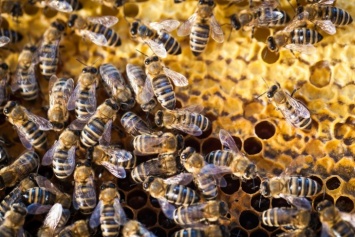 Пчелы покусали полторы сотни учеников китайской школы