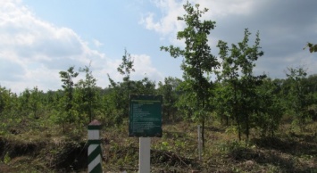 Сумские лесоводы делились опытом выращивания дуба (+фото)