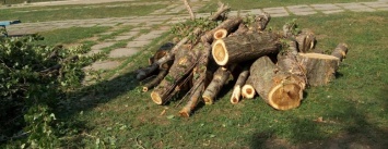 Жители Павлограда жалуются на варварскую обрезку деревьев