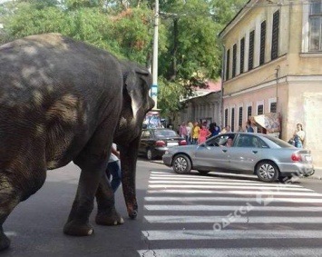 По центру Одессы прогуливался слон (фото)