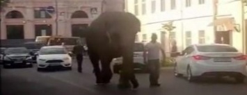 Оказалось, что в Одессе слон занимался гимнастикой (ВИДЕО)