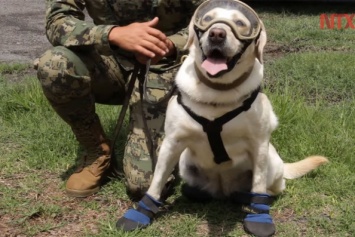 Собака Фрида спасла жизни 52 человек во время землетрясения в Мексике