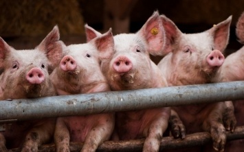 Чума свиней на Днепропетровщине: фермеры усилили безопасность
