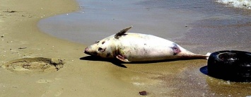 Одесситов смутил на пляже разлагающийся труп дельфина (ФОТО)