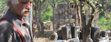 Мужчина прятался от снарядов в Широкино, а сейчас выращивает гусей под Мариуполем (ФОТО)