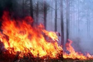 Масштабный лесной пожар на Днепропетровщине спасатели тушили совместно с военными