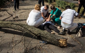 Древопад в Днепре: дерево сломало позвоночник девушке