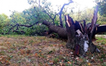 Древопад на Днепропетровщине: сильный ветер свалил легендарный дуб