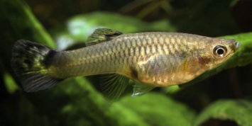 Ученые обнаружили индивидуальные характеры у рыб