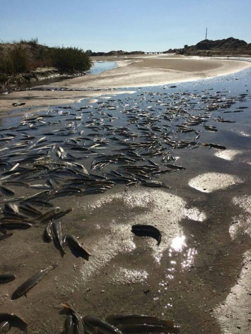 Брыль назвал Молочный лиман, где зафиксировали мор рыбы, местом экологической катастрофы