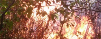 В Мариуполе горели деревья, камыши и хозяйственная постройка (ФОТО)