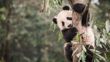 Ареал обитания больших панд сократился