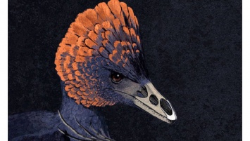 Палеонтологи выяснили, как у динозавров появился клюв