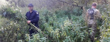 В Сумском районе СБУ уничтожила плантации каннабиса, выращенного для контрабанды в Россию