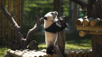 Экологи: панды по-прежнему находятся под угрозой вымирания