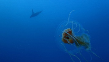 Морское селфи: ученые сняли на видео то, как пингвины охотятся на медуз