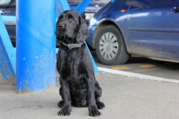 Белгород-днестровским пограничникам помогают более 50 служебных собак