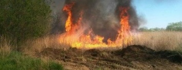 В Бердянске продолжаются пожары в экосистеме