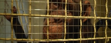 Пострадавший от нападения шимпанзе рассказал подробности инцидента (ФОТО)
