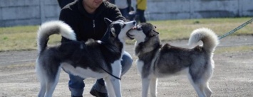 В Каменском прошла Всеукраинская выставка собак