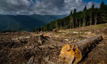 Порошенко поддержал создание Лесного финансового фонда, - Гослесагентство