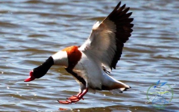 В нацпарке «Тузловские лиманы» браконьеры отстреливали птиц, готовящихся к перелету (фото)