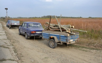 Топливная лихорадка: в Придунавье сельсовет разрешил массовую вырубку деревьев