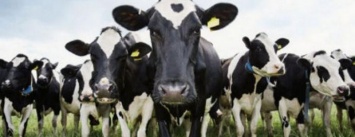 28 коров уедут в многодетные семьи Черниговщины