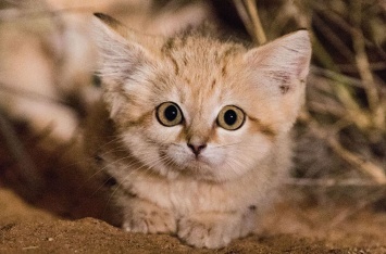 Барханных котят впервые сняли на видео в дикой природе