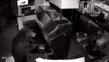Медведи вломились в пиццерию и съели колбасу с тестом - видео