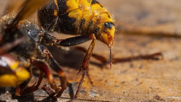 Топ-7 насекомых с самыми болезненными укусами