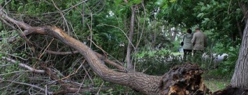 На аварийные деревья павлоградцам нужно жаловаться Президенту